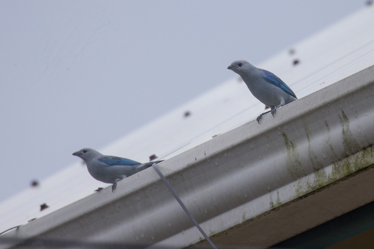 Blue-gray Tanager - ML646707869