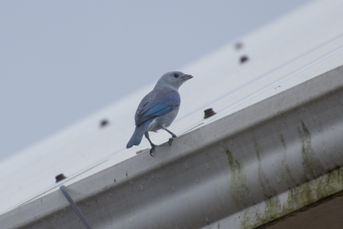 Blue-gray Tanager - ML646707870