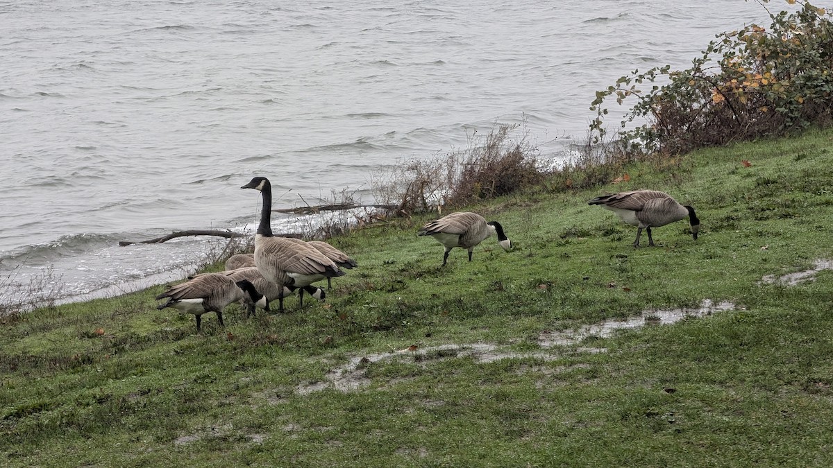 Canada Goose - ML646707871