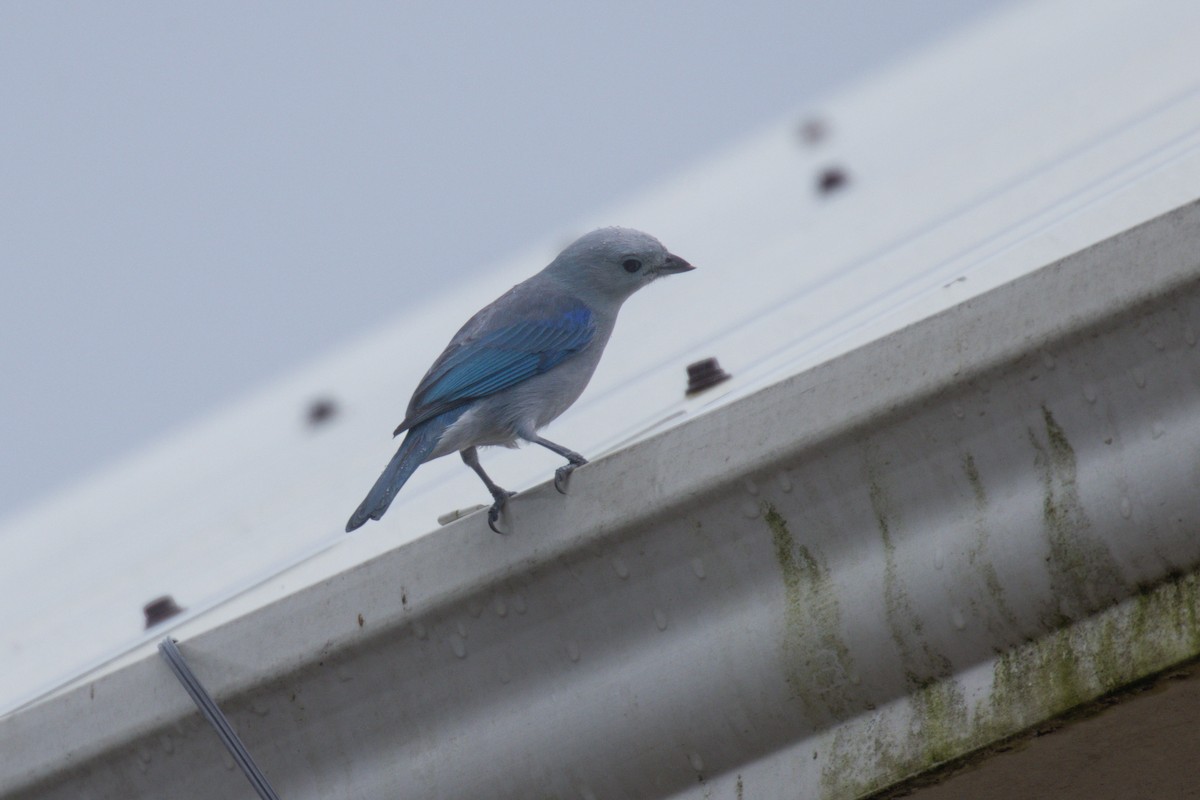Blue-gray Tanager - ML646707872