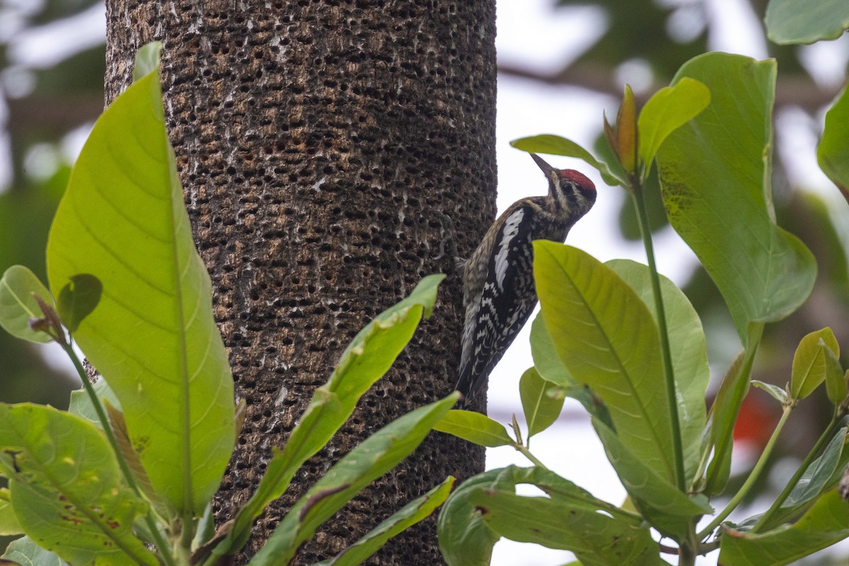 Yellow-bellied Sapsucker - ML646707874