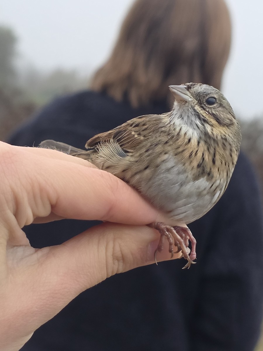 strnadec pruhohlavý - ML646707875