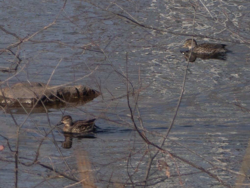 שרשיר - ML646707879