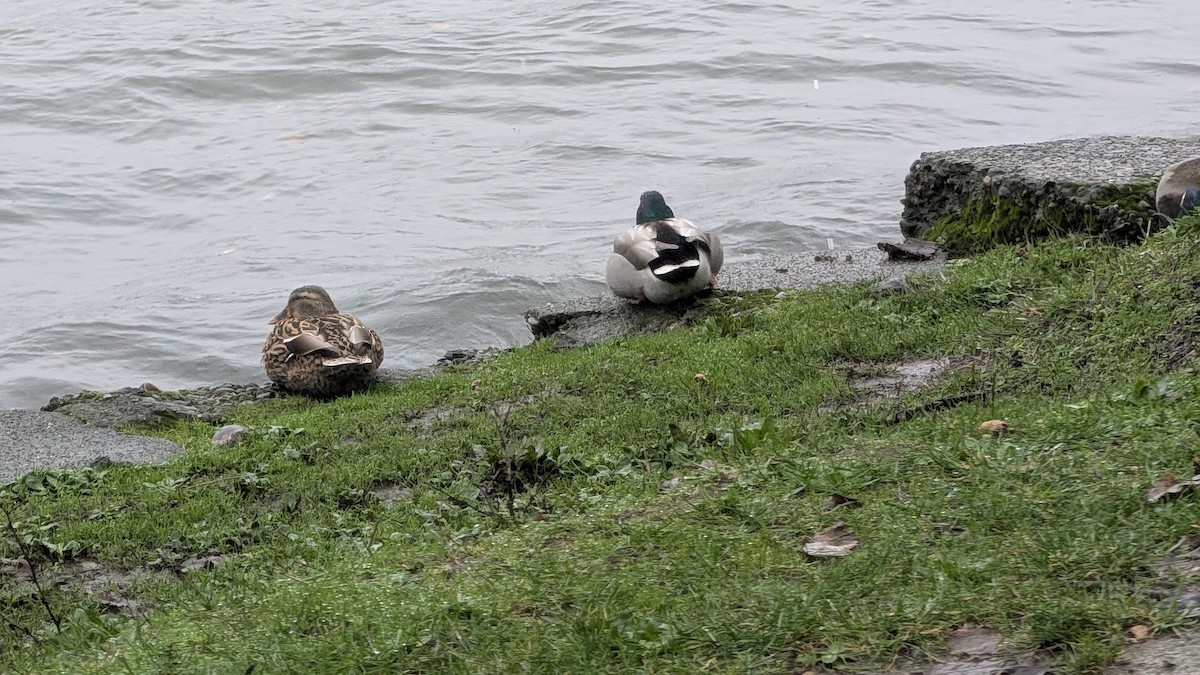 Mallard - ML646707882