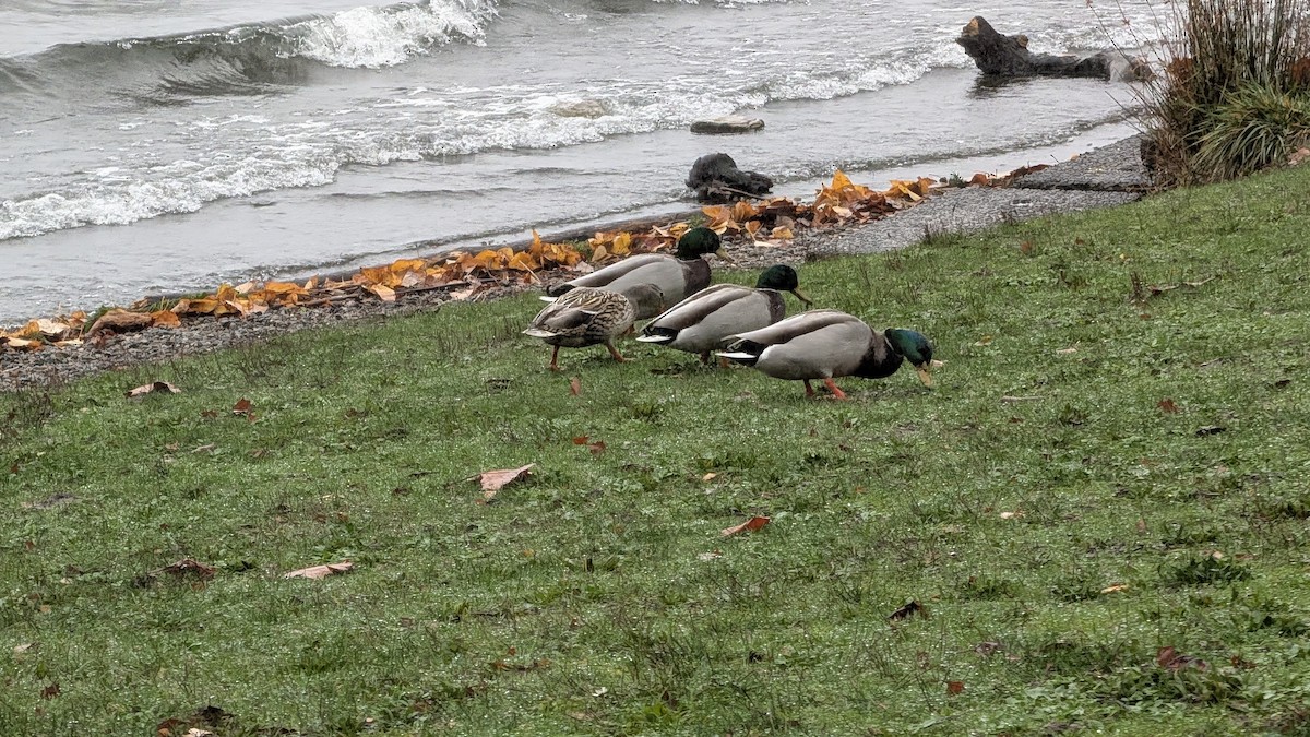 Mallard - ML646707883