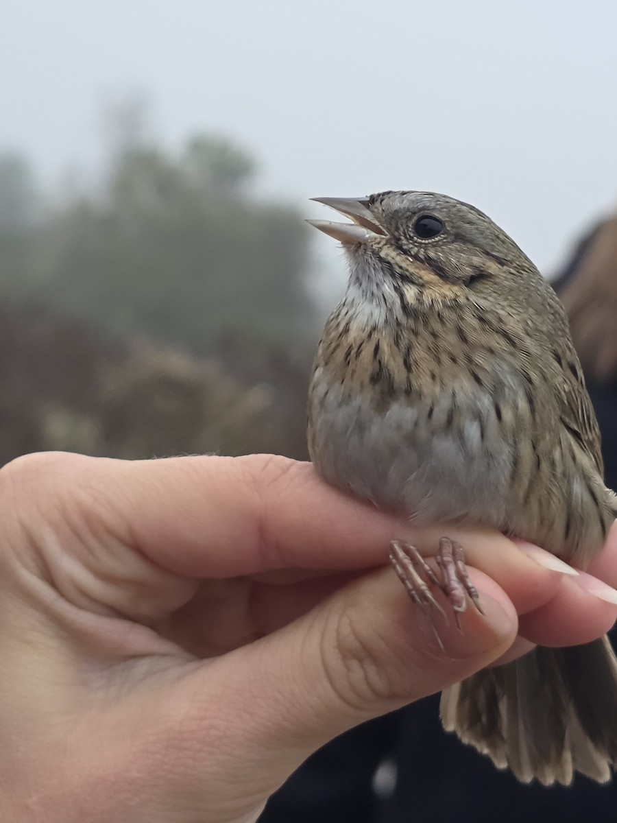 strnadec pruhohlavý - ML646707889