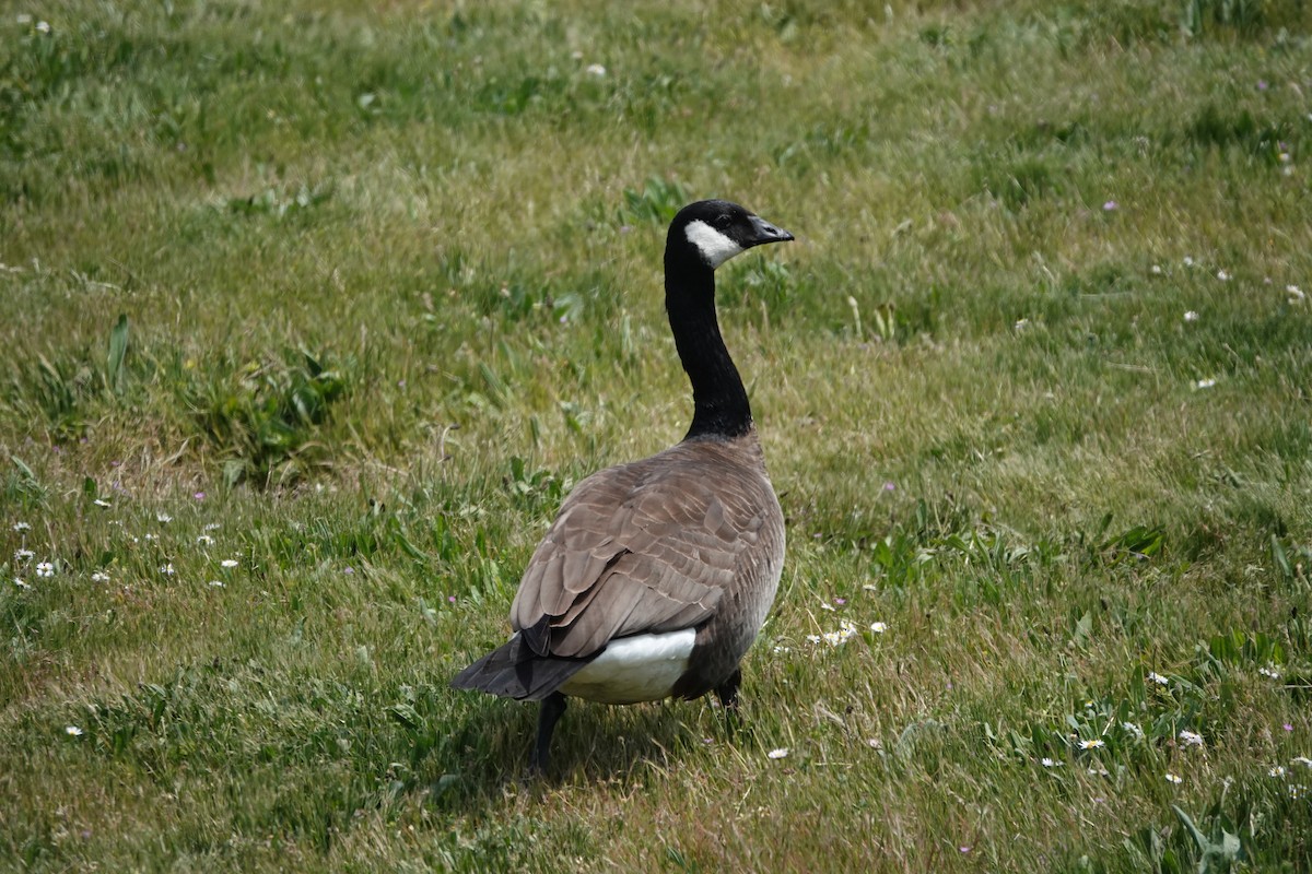 Cackling Goose - ML646707890