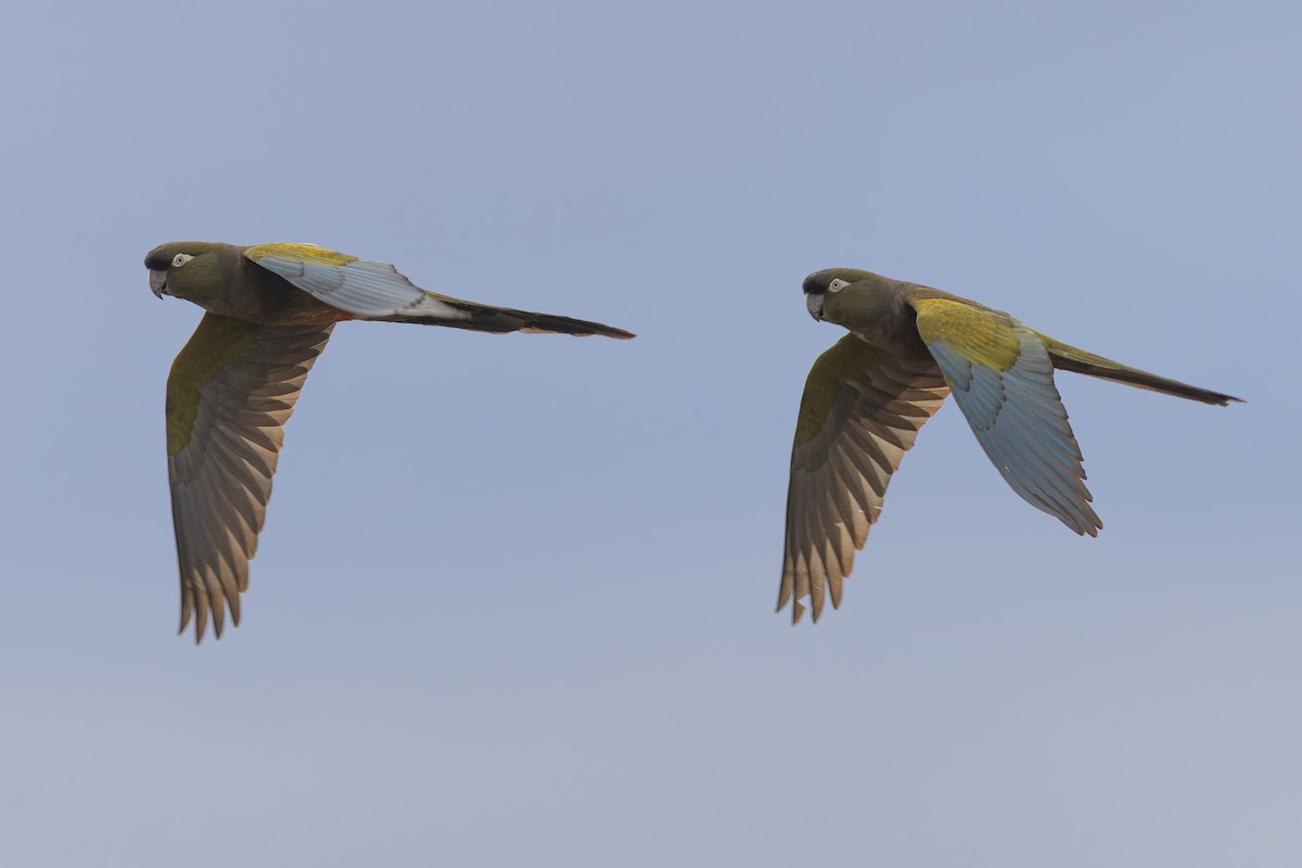 Папуга патагонський - ML646707891