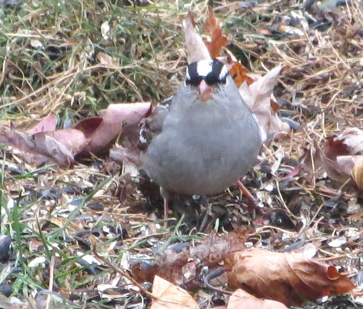 Бруант білобровий - ML646707915