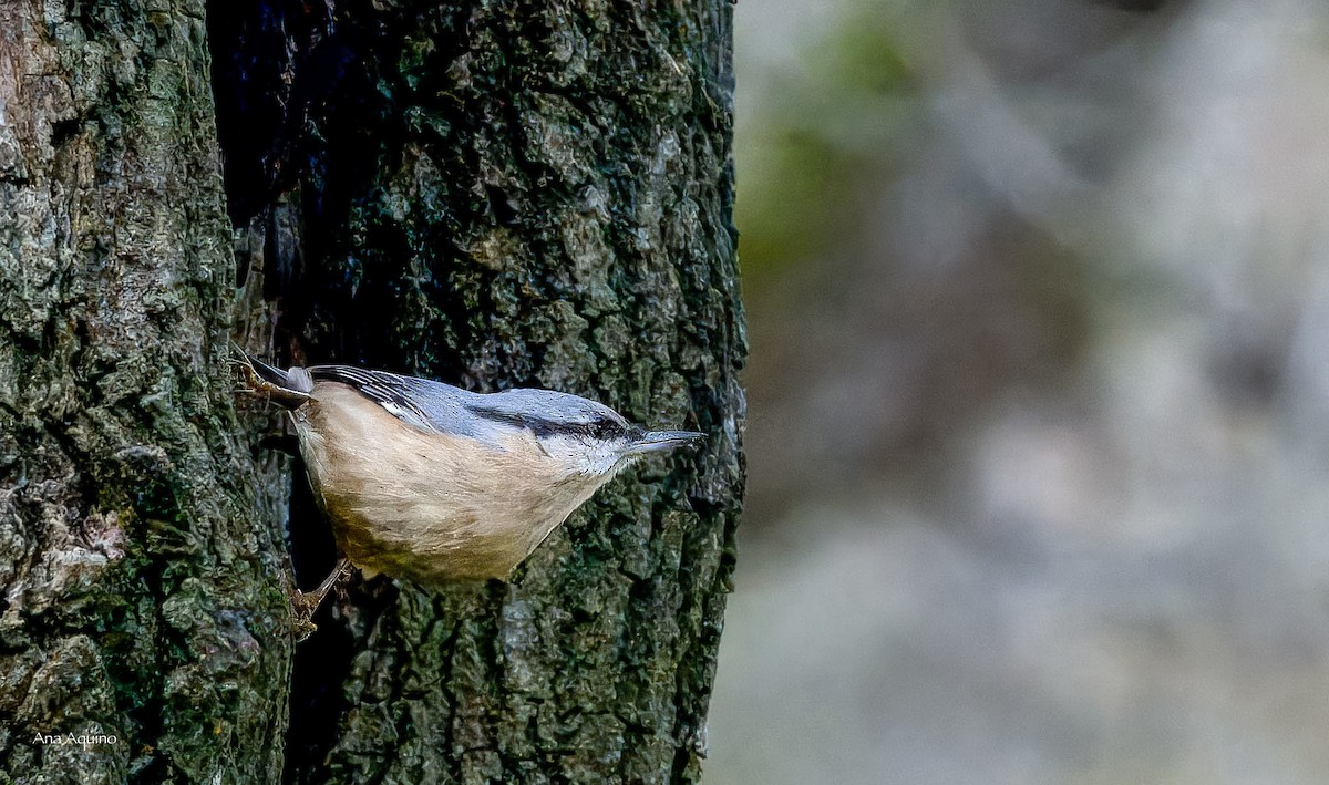 Garrapo eurasiarra - ML646707918