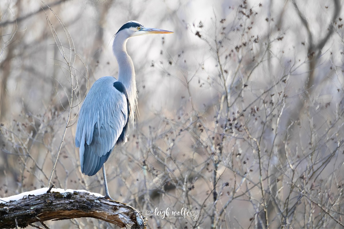 Great Blue Heron - ML646707919