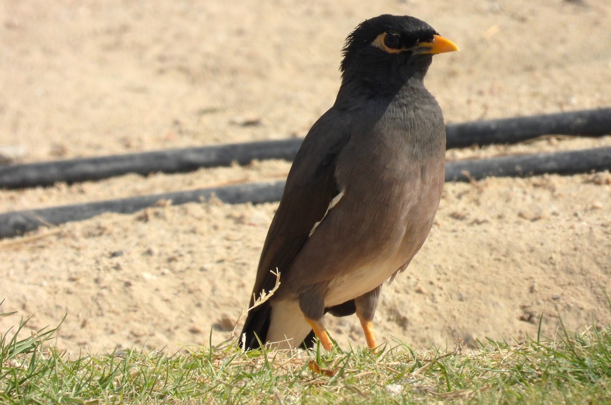 家八哥 - ML646707921