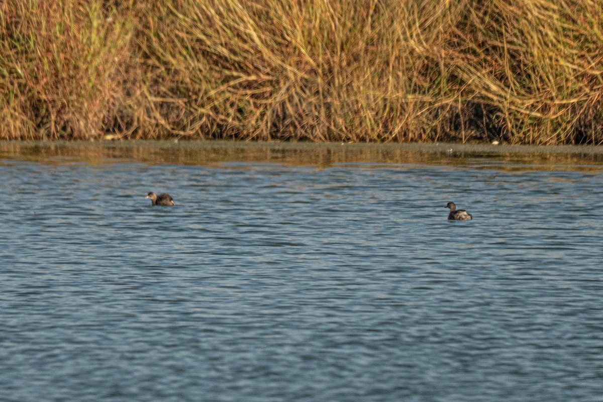 Least Grebe - ML646707922