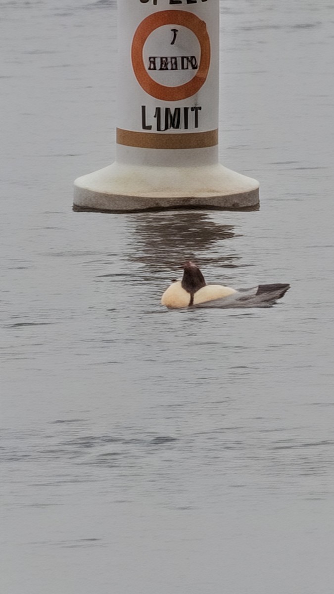 Common Merganser - ML646707925