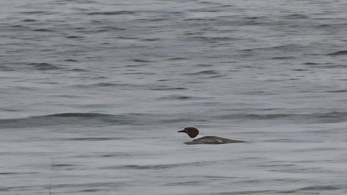 Common Merganser - ML646707927