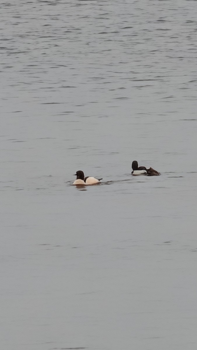 Common Merganser - ML646707928