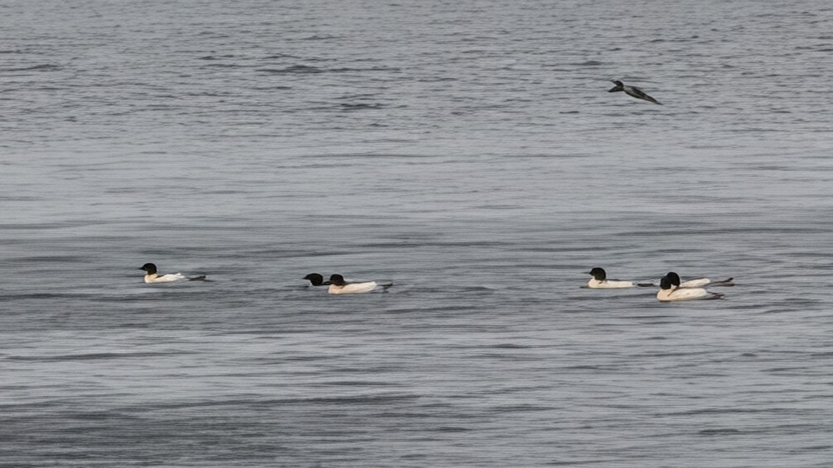 Common Merganser - ML646707929