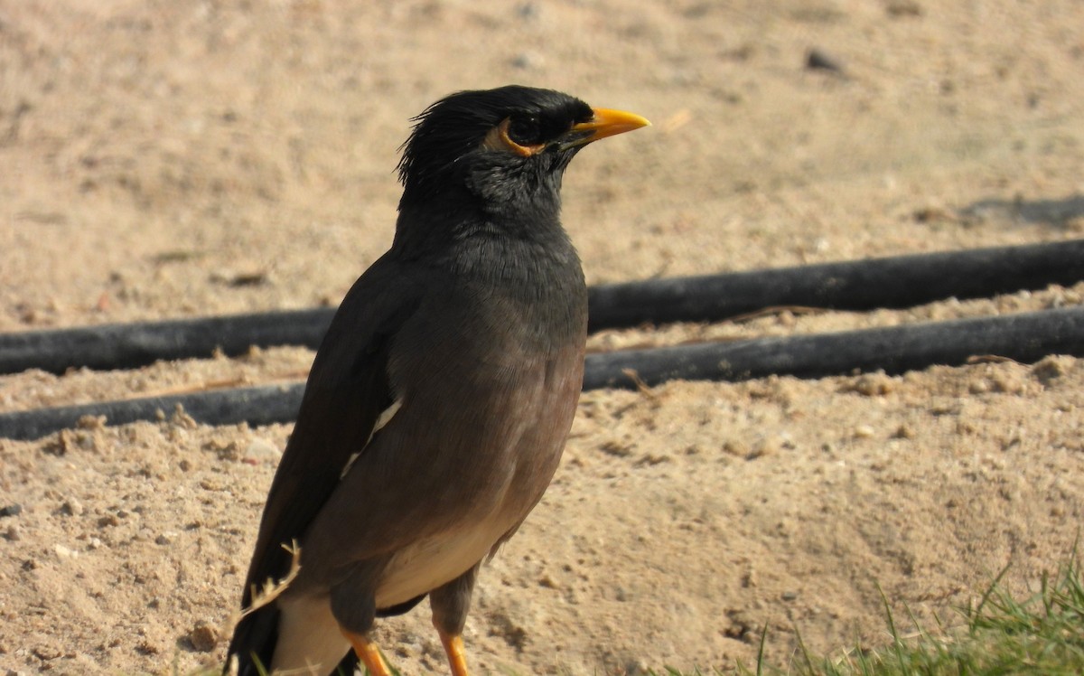 家八哥 - ML646707930