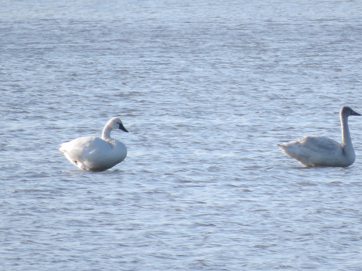 コハクチョウ - ML646707931