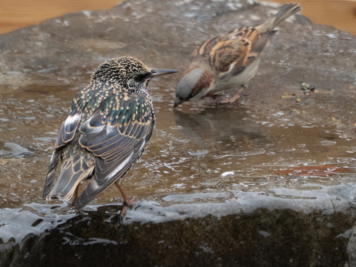 זרזיר מצוי - ML646707934