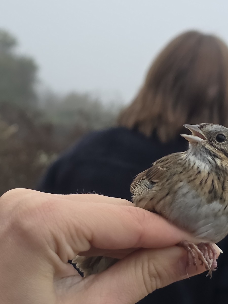 strnadec pruhohlavý - ML646707938