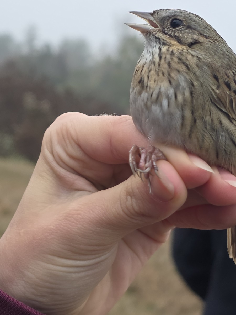 strnadec pruhohlavý - ML646707943