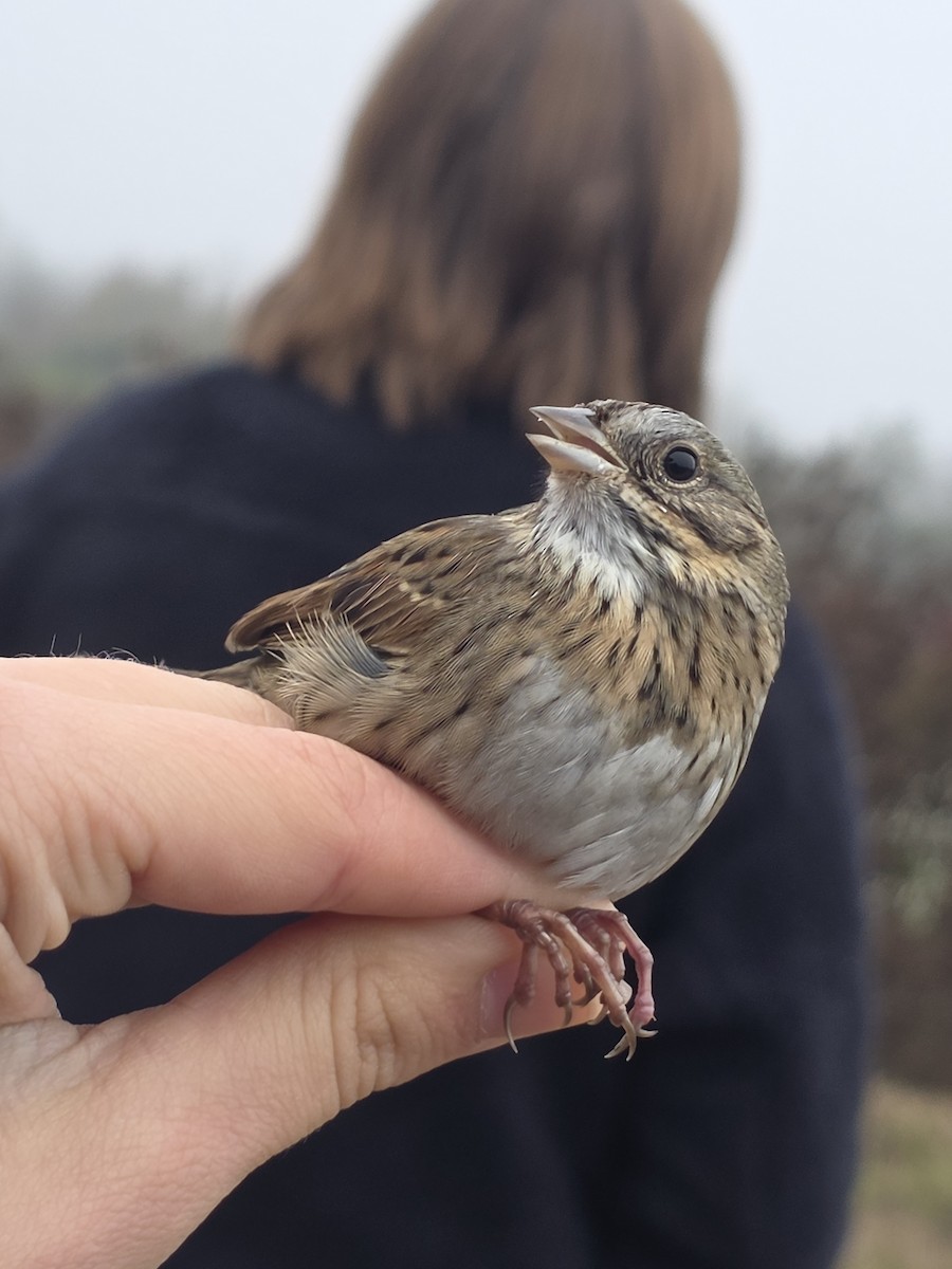 strnadec pruhohlavý - ML646707944