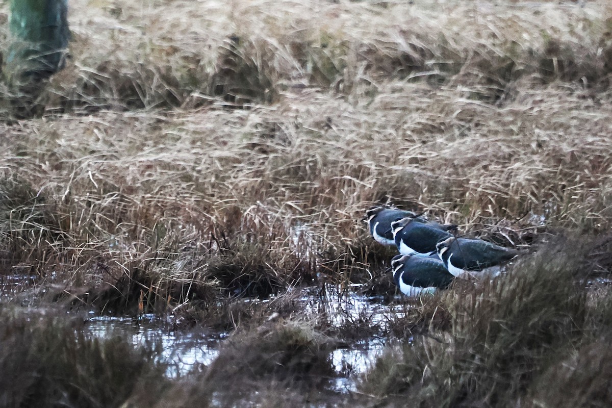 Kiebitz - ML646707953