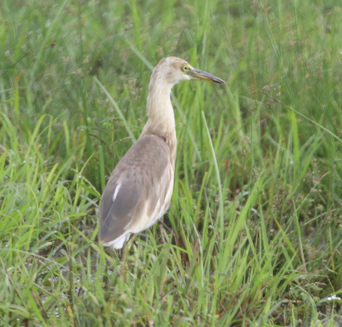 Javan Pond-Heron - ML646707957