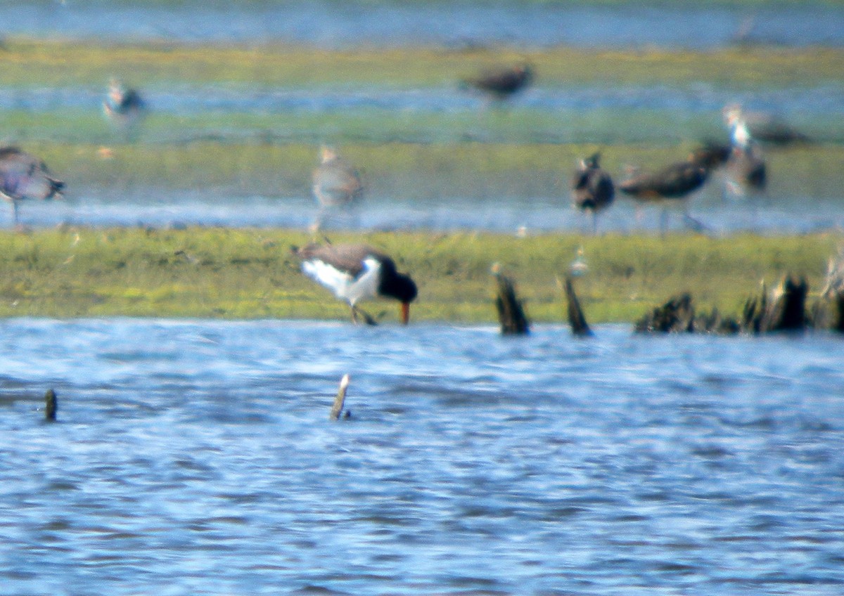 Eurasian Oystercatcher - ML646707964