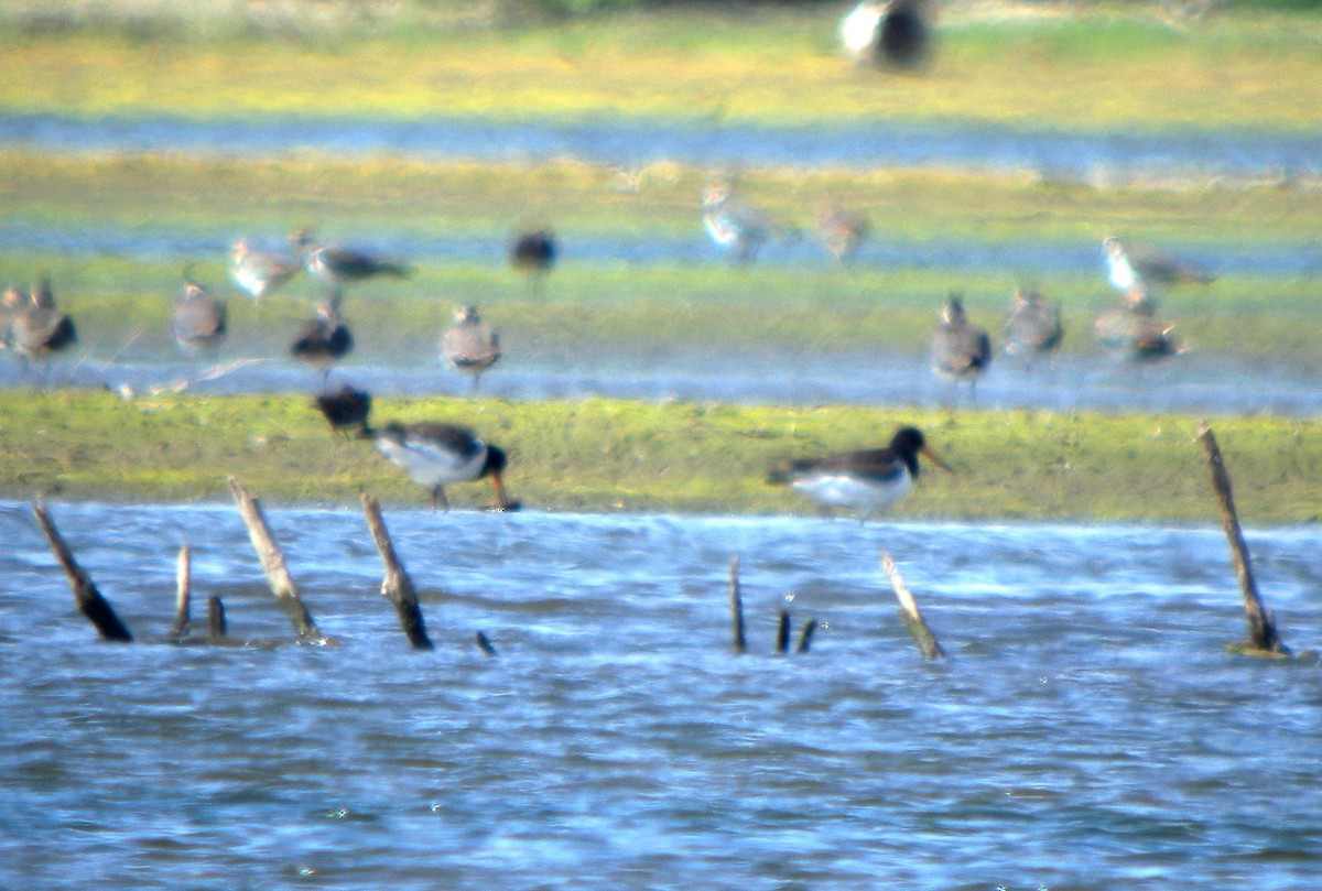 Eurasian Oystercatcher - ML646707965