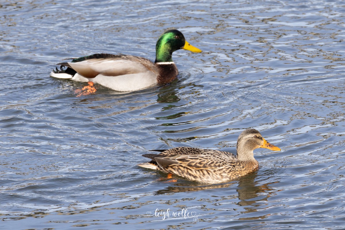 Germano reale - ML646707968