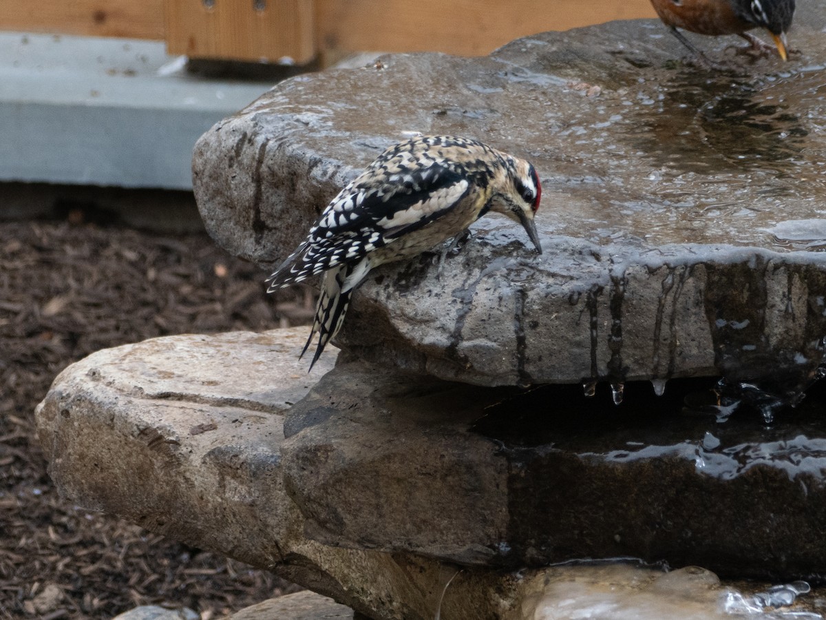 נקר צהוב-בטן - ML646707969