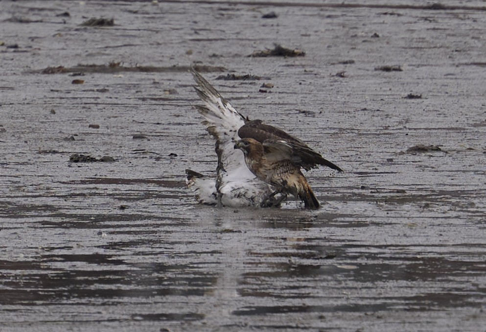 Red-tailed Hawk - ML646707974