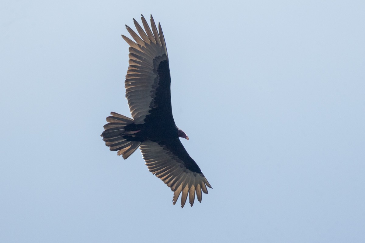 Turkey Vulture - ML646707975