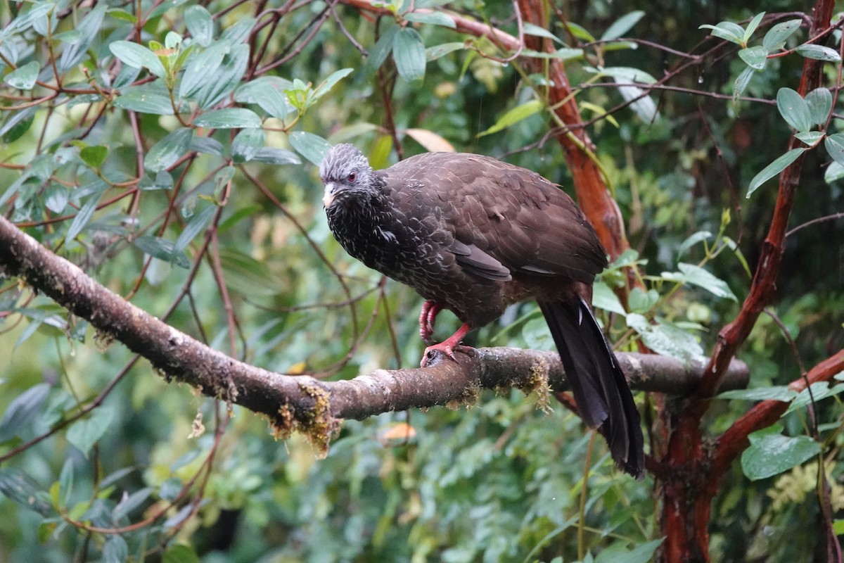 guan andský - ML646707977