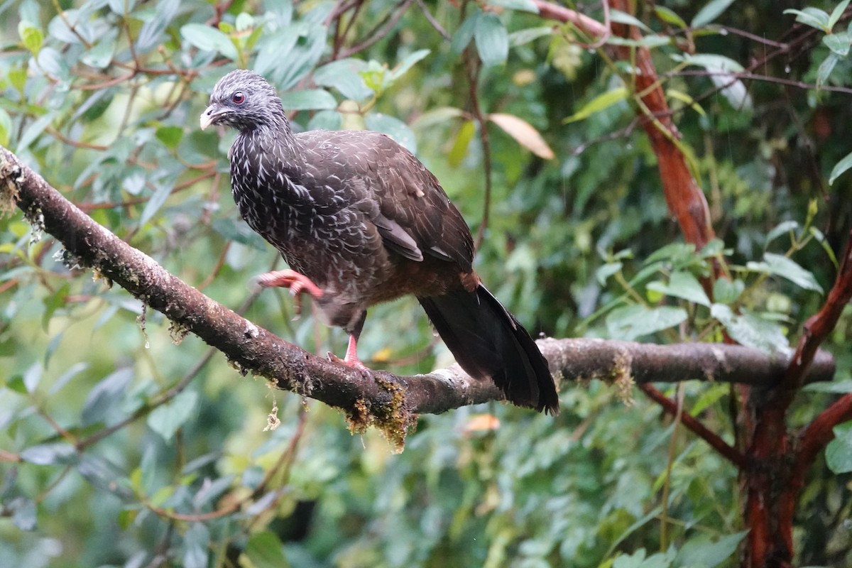 guan andský - ML646707978