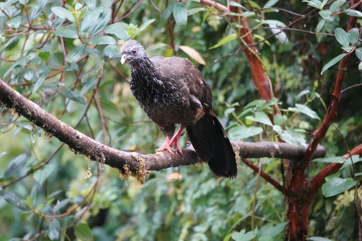 guan andský - ML646707980