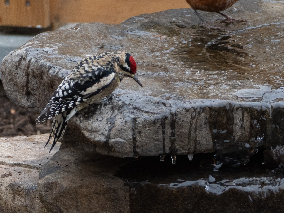 נקר צהוב-בטן - ML646707983