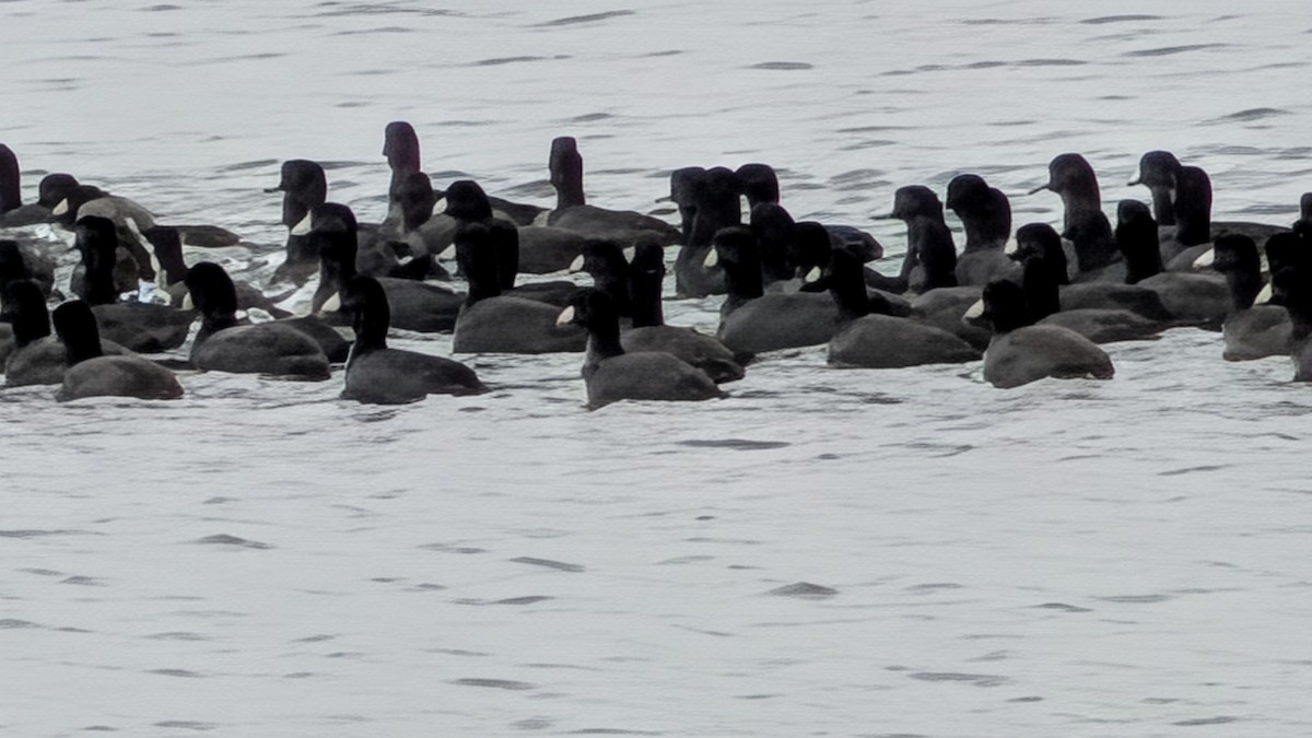 American Coot - ML646707986
