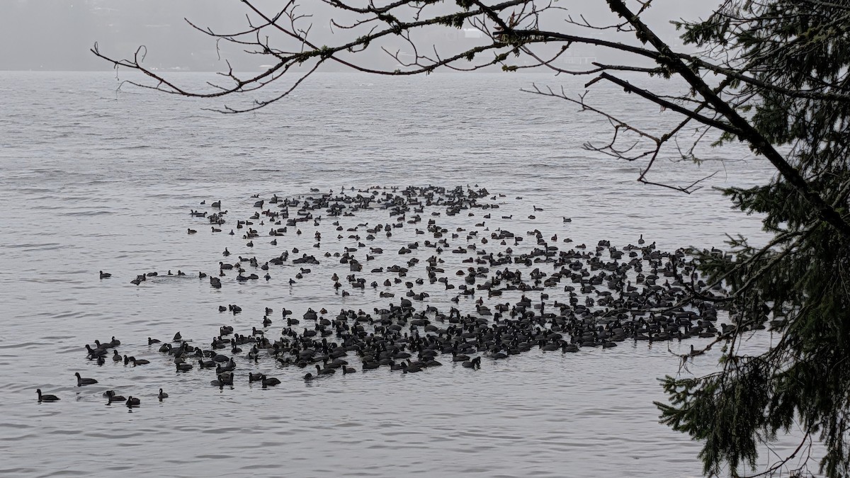 American Coot - ML646707988