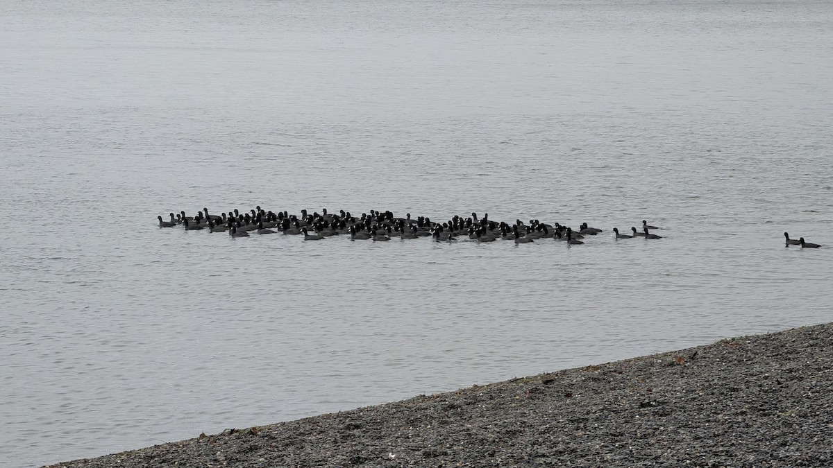 American Coot - ML646707989