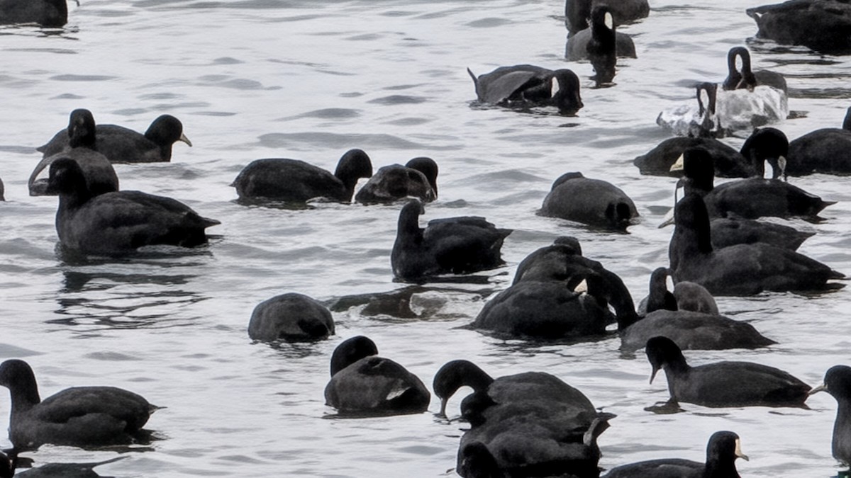 American Coot - ML646707990