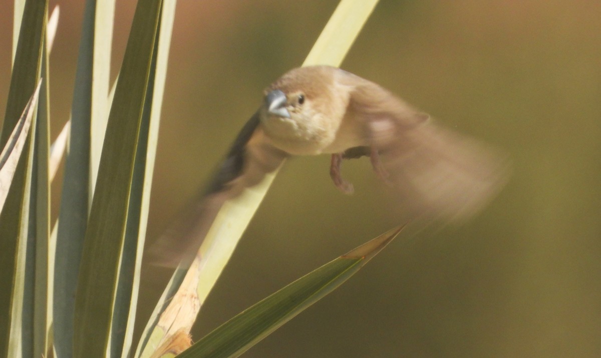 白喉文鳥 - ML646707991