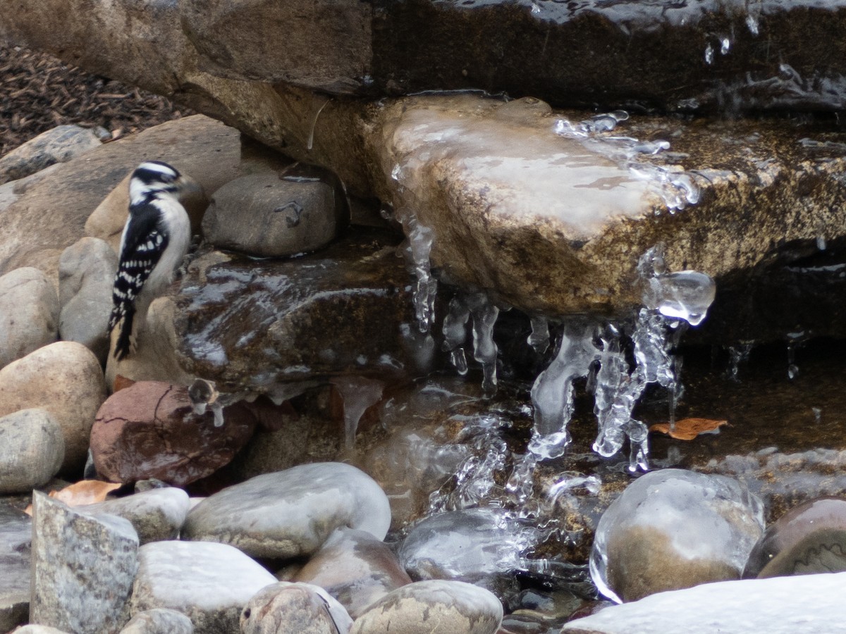 Downy Woodpecker - ML646707992