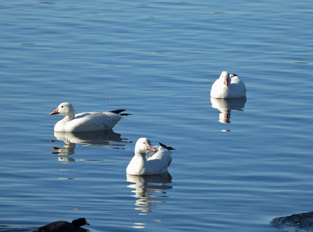 Snow Goose - ML646707997