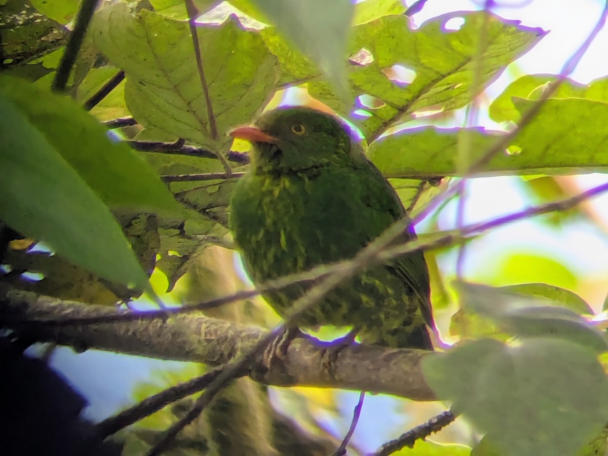 Orangebrustkotinga - ML646707998