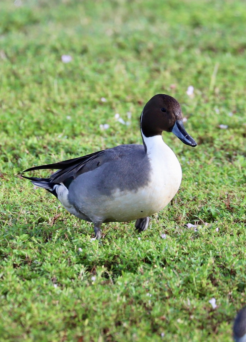 Canard pilet - ML646708003