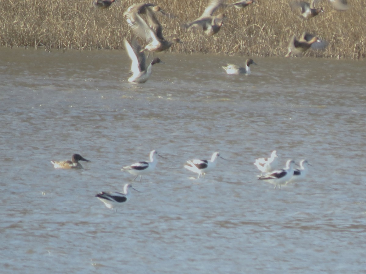 アメリカソリハシセイタカシギ - ML646708020