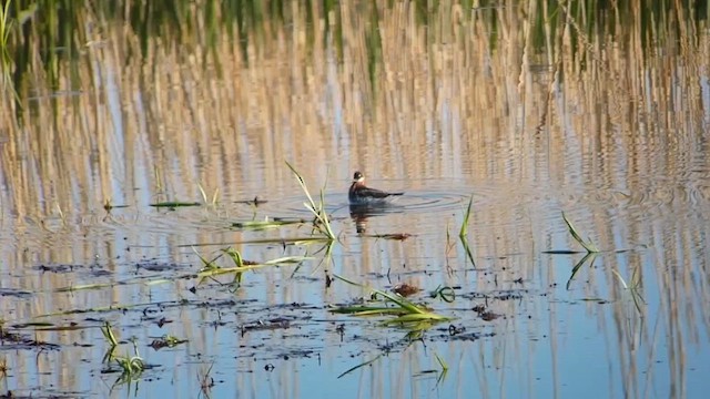Red-necked Phalarope - ML646708023